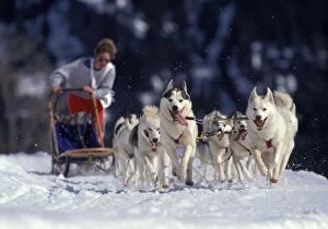 Siberian Husky Dogs with Musher running with sledge