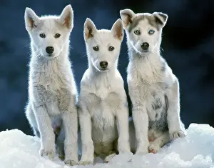 Husky Prints: Siberian husky Dogs - three sitting on snow