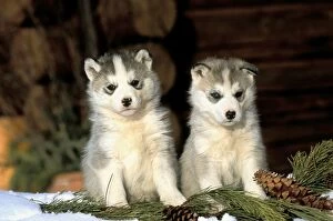 Siberian Husky - Puppies sitting in snow with fir
