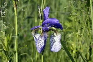 Images Dated 27th May 2005: Siberian Iris
