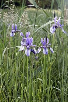 Images Dated 27th May 2005: Siberian Iris - found in the black peaty soil of the Alsace region. France