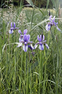 Images Dated 27th May 2005: Siberian Iris - found in the black peaty soil of the Alsace region. France