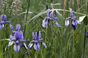 Images Dated 27th May 2005: Siberian Iris. Plant relic of the‚ Au glacier period. Rare Plant still growing in the Au Ried