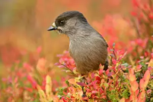 Storage Prints: Siberian Jay portrait of a single individual sitting on a trunk surrounded by autumn coloured blueberry shrub
