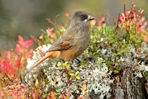 Siberian Jay - single individual sitting on a trunk with autumn coloured blueberry shrub