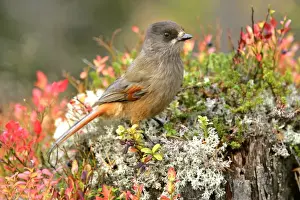 Storage Prints: Siberian Jay single individual sitting on a trunk with autumn coloured blueberry shrub Fulufjaellet National Park