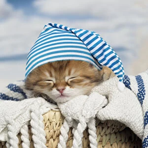 Siberian kitten sleeping wearing a nightcap