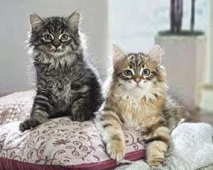 Two Siberian kittens indoors
