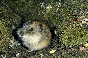 Lemming Prints: Siberian Lemming - adult by its burrow in tundra - Entrance overgrown with mosses and lichens