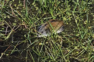 Lemming Prints: Siberian Lemming - adult crosses a puddle (Lemmings can swim)