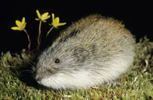 Lemming Prints: Siberian Lemming - adult after feeding at dusk in tundra near Dikson