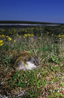 Siberian Lemming - adult feeds on grasses in tundra, next to a patch of flowering wild poppies, typical; summer in tundra of Taimyr peninsula, Kara sea shore, Northern Siberia, Russian Arctic Di33. 2468 (Ardea ANZ 59)