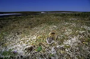 Lemming Prints: Siberian Lemming - adult feeds on vegetation at dusk in tundra