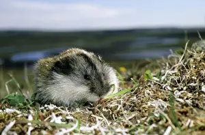 Siberian Lemming - adult on its guard while feeding on grasses in tundra; typical in tundra of Taimyr peninsula, Kara sea shore, Northern Siberia, Russian Arctic. Summer, July. Di33. 3067
