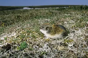 Lemming Prints: Siberian Lemming - adult on its guard while feeding on scarce vegetation (mostly on grasses) in tundra