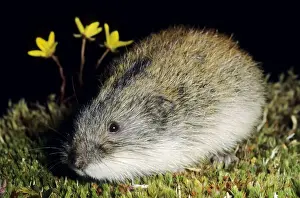 Lemming Prints: Siberian Lemming - adult keeps motionless in an attempt to hide from danger