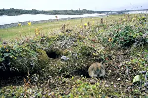 Lemming Prints: Siberian Lemming - adult near its burrow