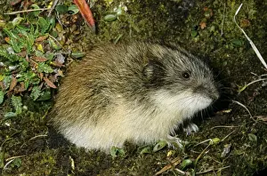 Lemming Prints: Siberian Lemming - adult near its burrow in tundra - Entrance overgrown with moss