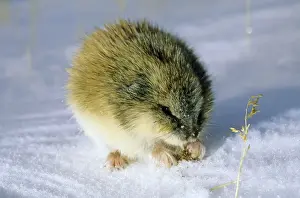 Lemming Prints: Siberian Lemming - adult in winter; feeds on dwarf willow sprouts and dry grass on snow surface