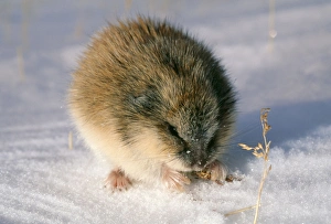 Images Dated 25th January 2006: Siberian Lemming - feeding on dry grass Taundra of Taimyr peninsula near Kara Sea, Russian Arctic