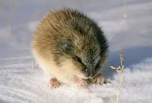 Grasses Prints: Siberian Lemming - feeding on dry grass Taundra of Taimyr peninsula near Kara Sea