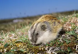 Siberian Lemming - feeding on grass in tundra of Taimyr Peninsula, near Dikson, Russian Arctic