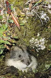 Siberian Lemming muzzle adult nibbles grass by the entrance of the burrow. Entrance overgrown with lichens and mosses and dwarf willow indicates that burrow was used for years by generations of lemmings