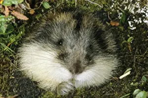 Siberian Lemming muzzle - adult nibbles a grass by the entrance of the burrow. Typical in tundra near Dikson, Russian Arctic. Summer, August. Di32. 8011