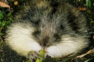 Lemming Prints: Siberian Lemming - muzzle adult nibbles grass by the entrance of the burrow - typical in tundra near Dikson - Russian