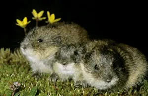 Russian Prints: Siberian Lemmings - Three young huddle together after feeding at dusk (adults are more territorial)