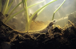 ANZ-743
Siberian Salamander - Adult; rare but typical in mossy habitats and puddles of taiga forest floor near river Negustyah
tributary of river Bolshoi Ugan, near Ugut settlement; Uganskii Nature reserve, Siberia, Russia; spring
Salamadrella keyserlingii Dybows
Andrey Zvoznikov
Please note that prints are for personal display purposes only and may not be reproduced in any way Siberian Salamander - Adult; rare but typical in mossy habitats and puddles of taiga forest floor near river Negustyah