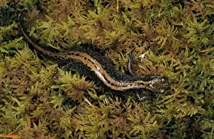 Siberian Salamander - Adult; rare but typical in mossy habitats and puddles of taiga-forest floor near river Negustyah, a tributary of river Bolshoi Ugan, near Ugut settlement; Uganskii Nat. reserve, Siberia, Russia; spring