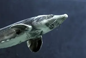 Siberian Sturgeon - underwater