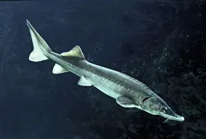 Underside Prints: Siberian Sturgeon - underwater