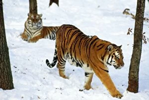 Images Dated 17th September 2009: Siberian Tiger