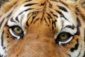 Eyes Gallery: SIBERIAN TIGER