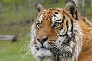 Siberian Tiger