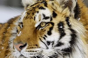 Siberian Tiger / Amur Tiger