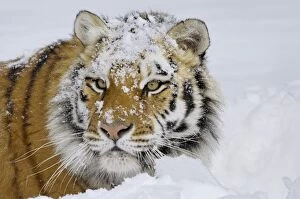 Siberian Tiger or Amur Tiger
