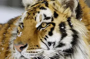 Siberian Tiger / Amur Tiger CXA0627