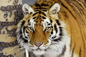 Portraits Collection: Siberian Tiger / Amur Tiger CXA1204