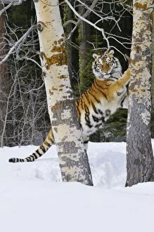 Siberian Tiger / Amur Tiger - marking tree with claws in winter snow