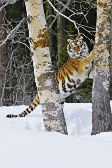 Siberian Tiger / Amur Tiger - marking tree with claws in winter snow Siberian Tiger / Amur Tiger - marking tree with claws in winter snow