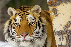 Portraits Collection: Siberian Tiger / Amur Tiger - in winter snow. CXA0932