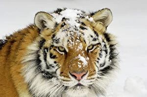 Portraits Collection: Siberian Tiger / Amur Tiger - in winter snow. CXA0613