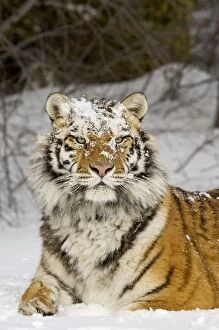 Siberian Tiger / Amur Tiger - in winter snow