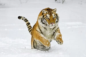 Images Dated 14th September 2006: Siberian Tiger / Amur Tiger - in winter snow. C3A2373
