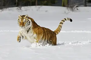Big Cat Prints: Siberian Tiger / Amur Tiger - in winter snow. C3A2169