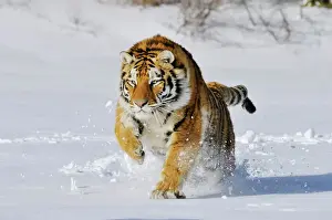 Stock Prints: Siberian Tiger / Amur Tiger - in winter snow. C3A2288