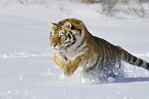 Big Cats Collection: Siberian Tiger / Amur Tiger - in winter snow C3A2292